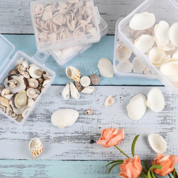 Mixed Sea Shell Box - 50 gm